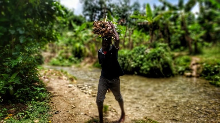 Les agriculteurs haïtiens : plus qu'une fête par an
